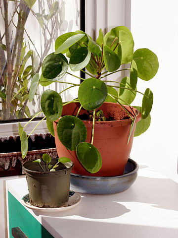 Pieniażek (Pilea peperomioides) — zdjęcie rośliny, toksyczność dla zwierząt