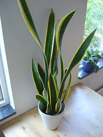 Sansewieria gwinejska (Sansevieria trifasciata) — zdjęcie rośliny, toksyczność dla zwierząt