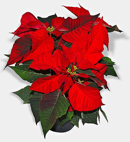 Poinsecja (Euphorbia pulcherrima) — zdjęcie rośliny, toksyczność dla zwierząt