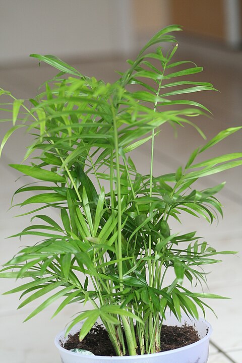 Reed Palm (Chamaedorea elegans) — plant photo, pet toxicity guide