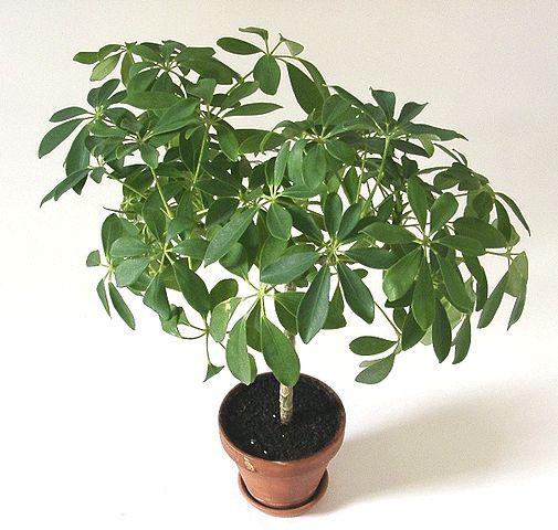 Szeflera (Schefflera) — zdjęcie rośliny, toksyczność dla zwierząt