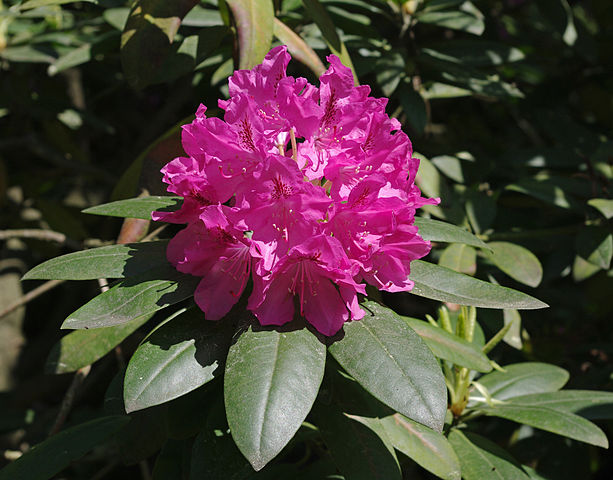 Rosebay (Rhododendron spp) — plant photo, pet toxicity guide
