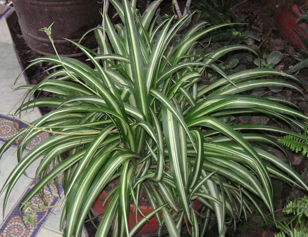 Zielistka Sternberga (Chlorophytum comosum) — zdjęcie rośliny, toksyczność dla zwierząt