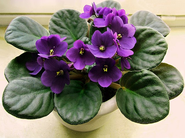 African Violet (Saintpaulia spp.) — plant photo, pet toxicity guide