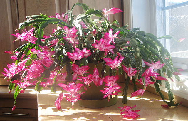 Szlumbergera (Schlumbergera bridgesii) — zdjęcie rośliny, toksyczność dla zwierząt