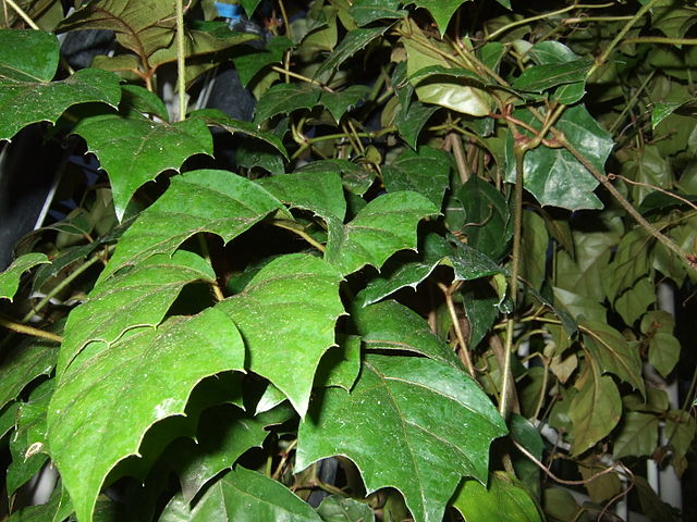 Grape Ivy (Cissus rhombifolia) — plant photo, pet toxicity guide