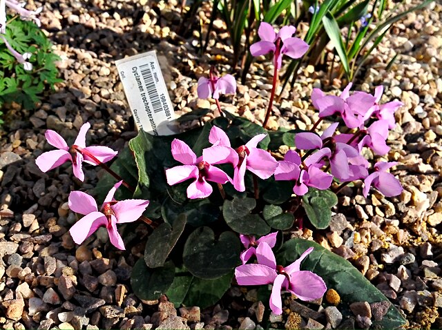 Cyclamen spp (Cyclamen spp) — zdjęcie rośliny, toksyczność dla zwierząt