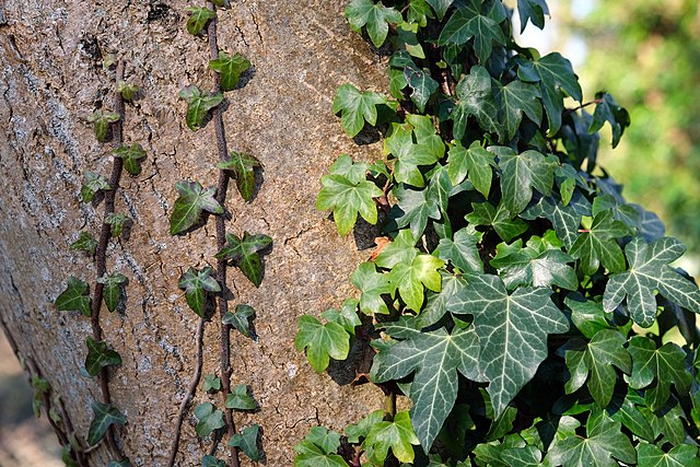 Bluszcz pospolity (Hedera helix) — zdjęcie rośliny, toksyczność dla zwierząt