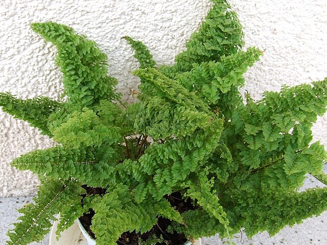 Feather Palm (Nephrolepis exaltata) — plant photo, pet toxicity guide
