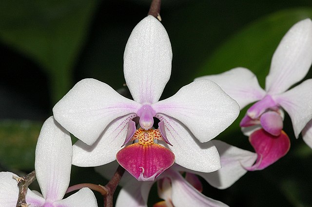 Storczyk Falenopsis (Phalaenopsis sp.) — zdjęcie rośliny, toksyczność dla zwierząt