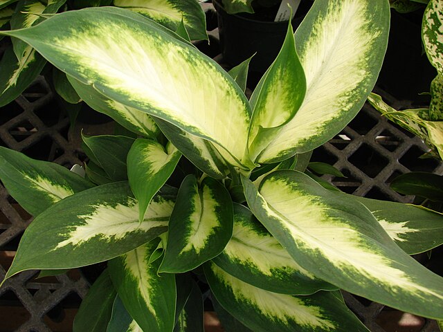 Difenbachia (Dieffenbachia) — zdjęcie rośliny, toksyczność dla zwierząt