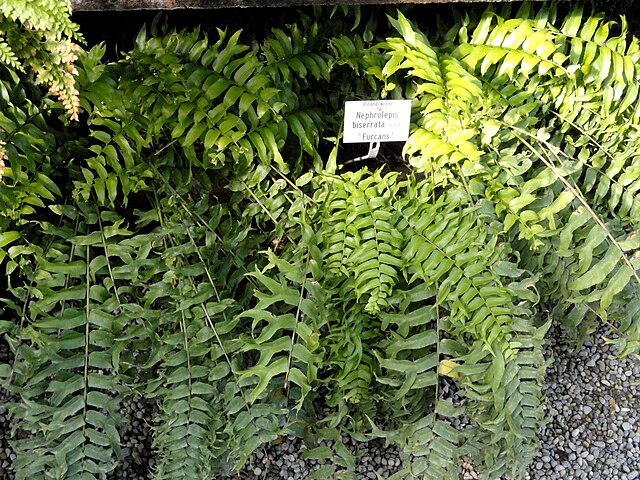 Whitman Fern (Nephrolepis biserrata) — plant photo, pet toxicity guide