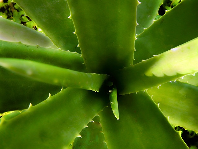Aloe (Aloe vera) — plant photo 3 of 3, pet toxicity guide