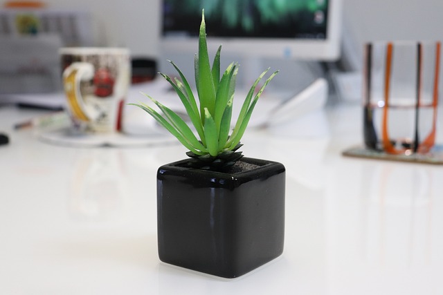 Aloe (Aloe vera) — plant photo 2 of 3, pet toxicity guide