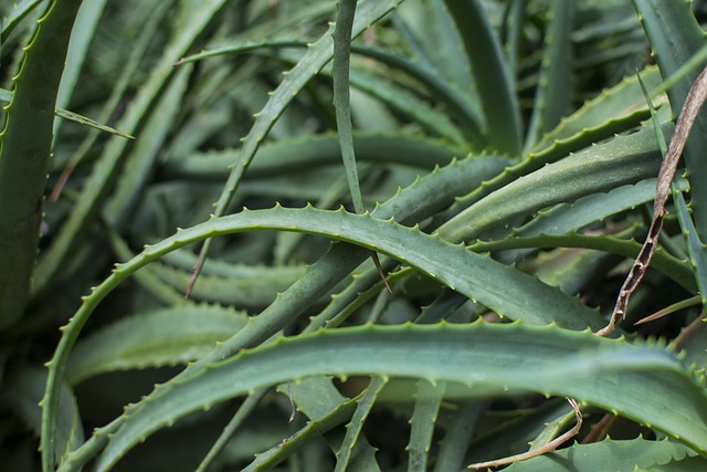 Aloe (Aloe vera) — plant photo 1 of 3, pet toxicity guide
