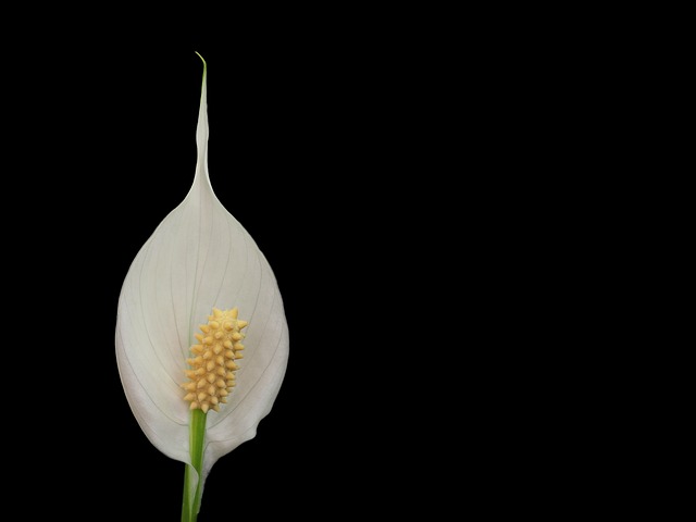 Skrzydłokwiat (Spathiphyllum) — zdjęcie rośliny 1 z 3, toksyczność dla zwierząt