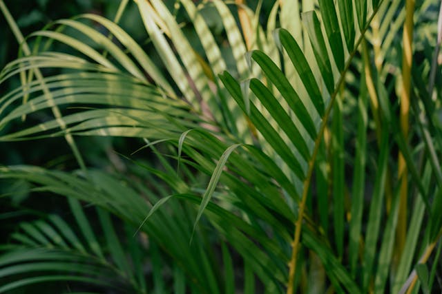 Cane Palm (chrysalidocarpus lutescens) — plant photo 2 of 2, pet toxicity guide