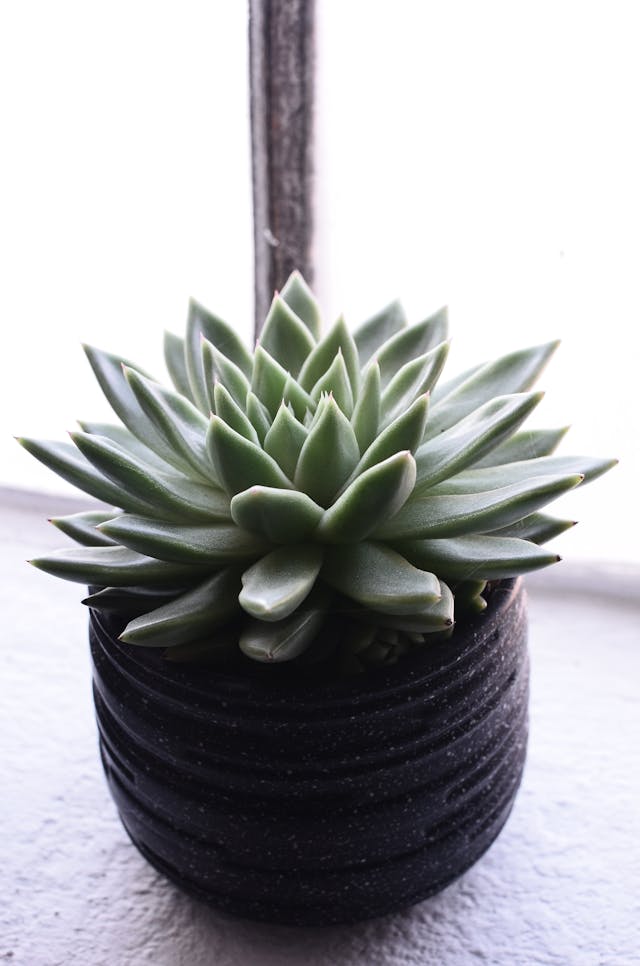 Wax Rosette (Echeveria gilva) — plant photo, pet toxicity guide