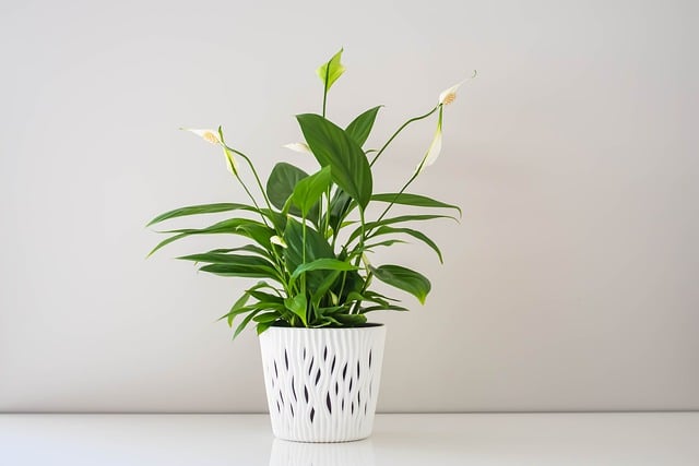 Skrzydłokwiat (Spathiphyllum) — zdjęcie rośliny 3 z 3, toksyczność dla zwierząt