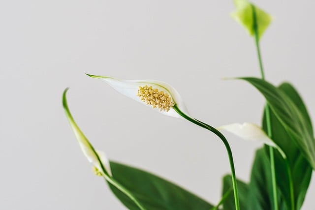 Skrzydłokwiat (Spathiphyllum) — zdjęcie rośliny 2 z 3, toksyczność dla zwierząt