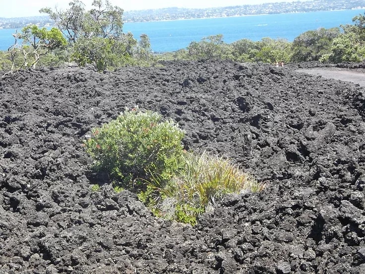 Featured image for Rangitoto Island