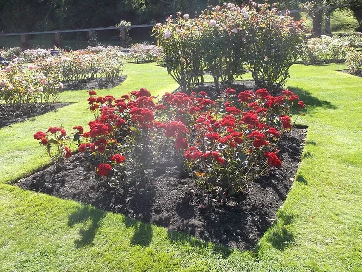 Featured image for Wellington Botanical Gardens