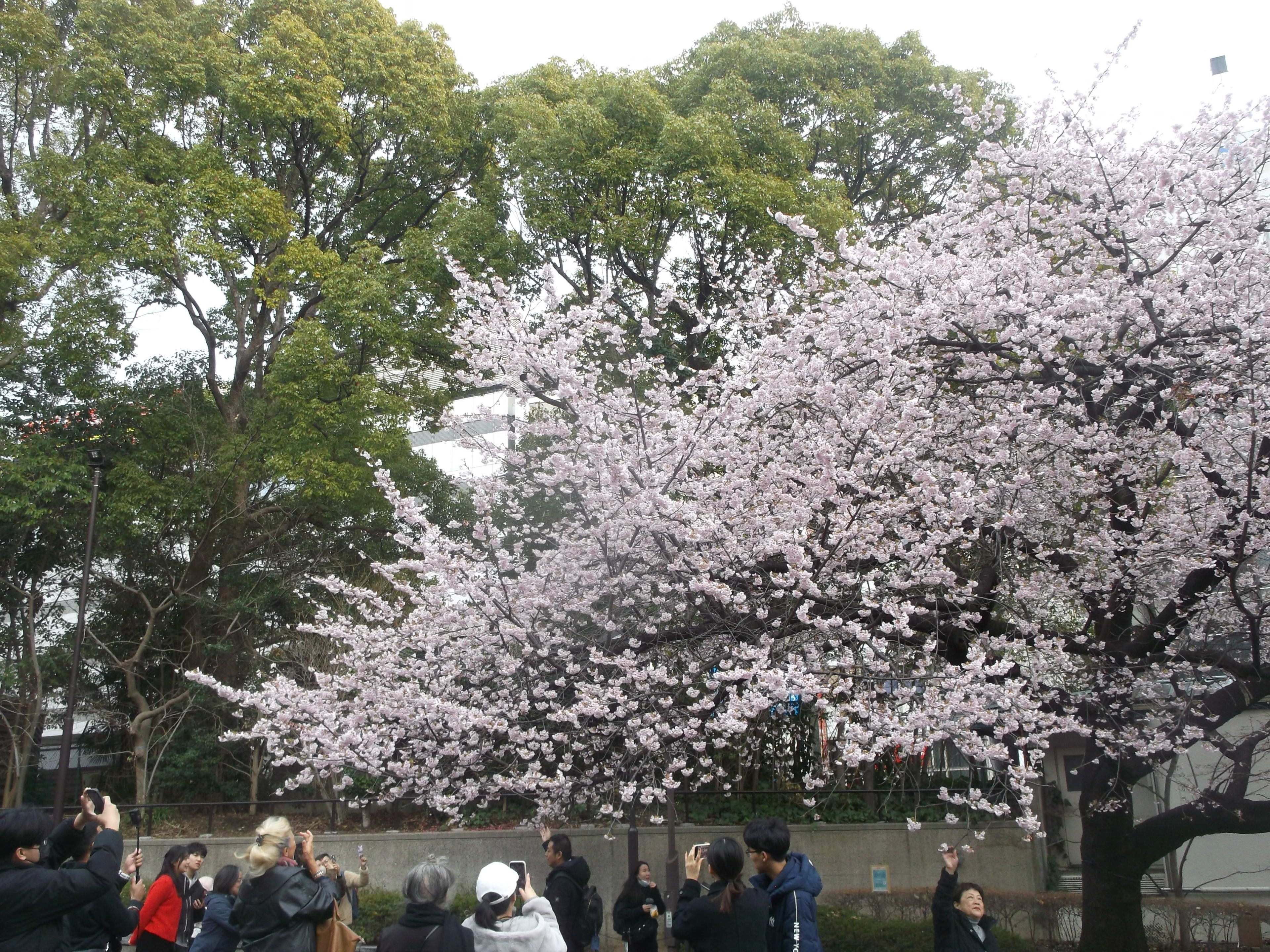 DSCF1217.JPG