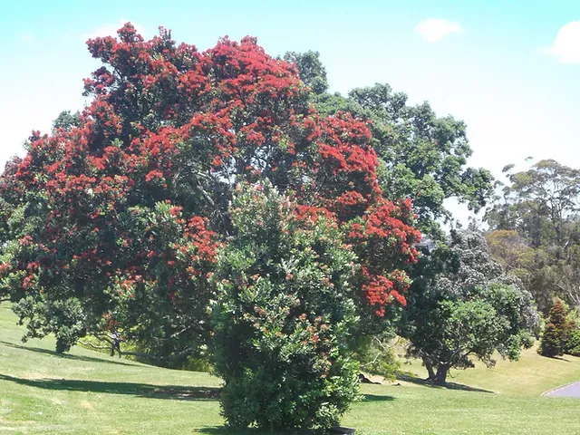 pohutukawa.webp