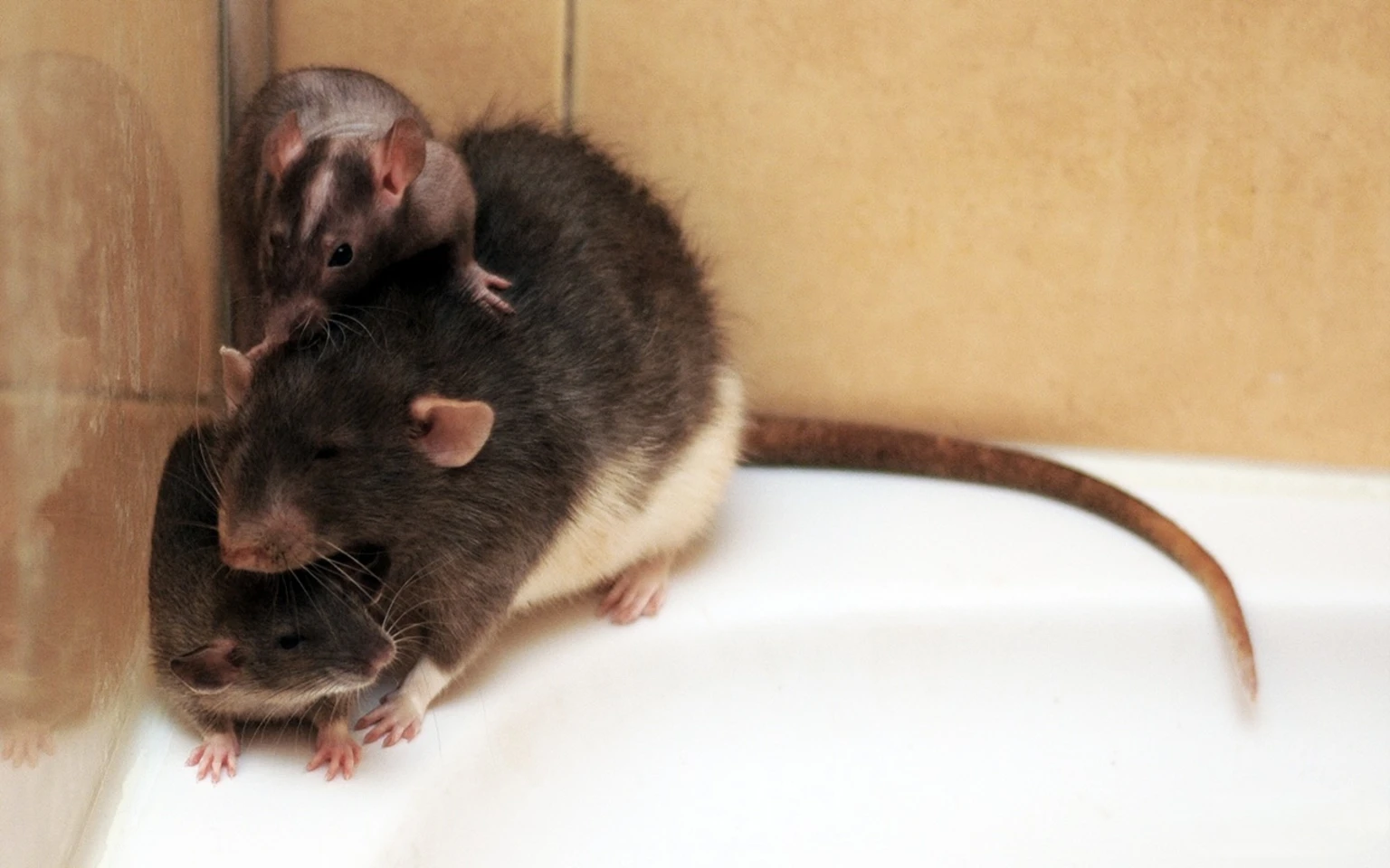 Integrating Rats into a Pack