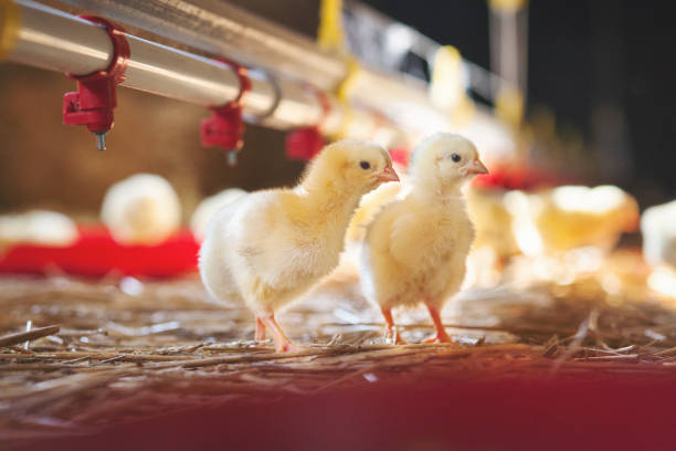 Animal Health and Production