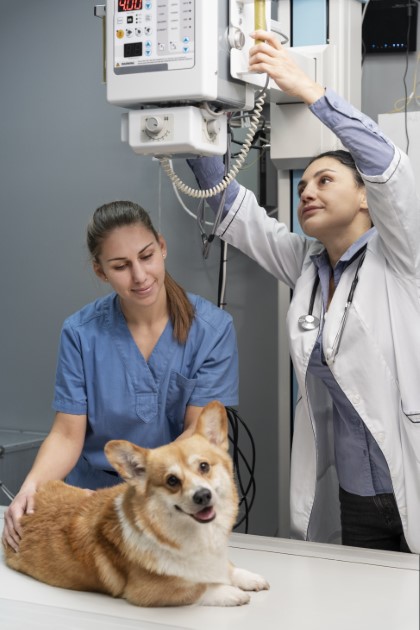 Exame de raio-x veterinário