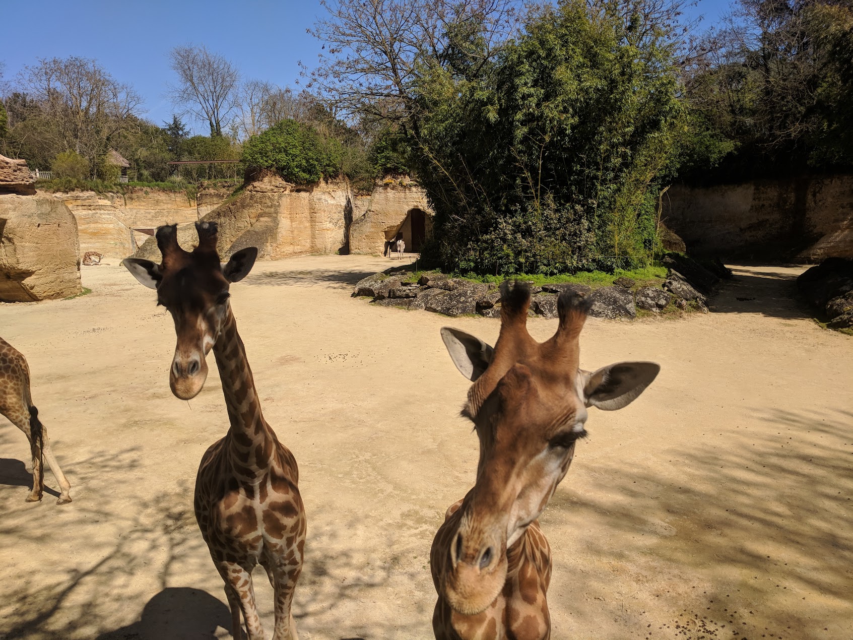 Giraffes at the Bioparc de Doué-la-Fontaine zoo