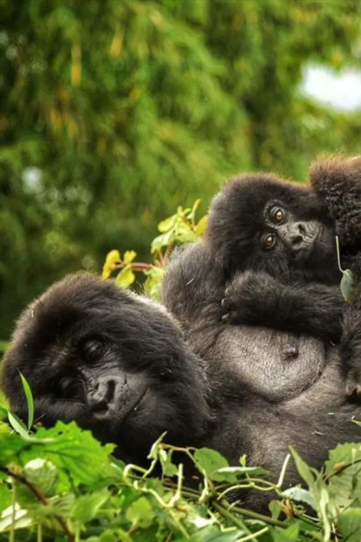 How Safe is Gorilla Trekking in Rwanda and Uganda? Expert Insights