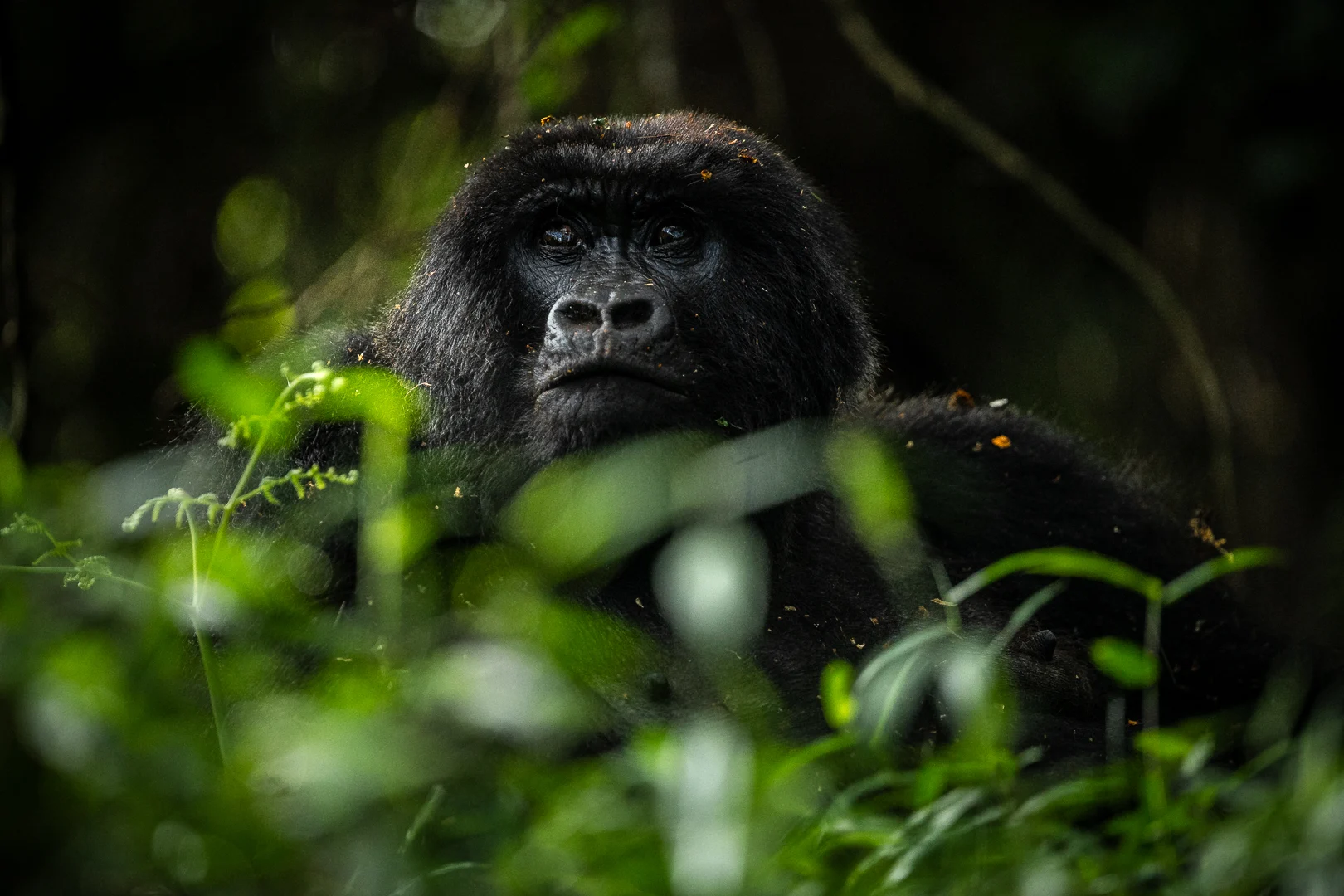 Gorilla
