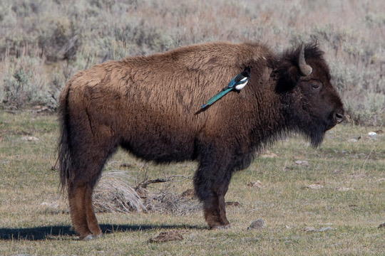 Bison