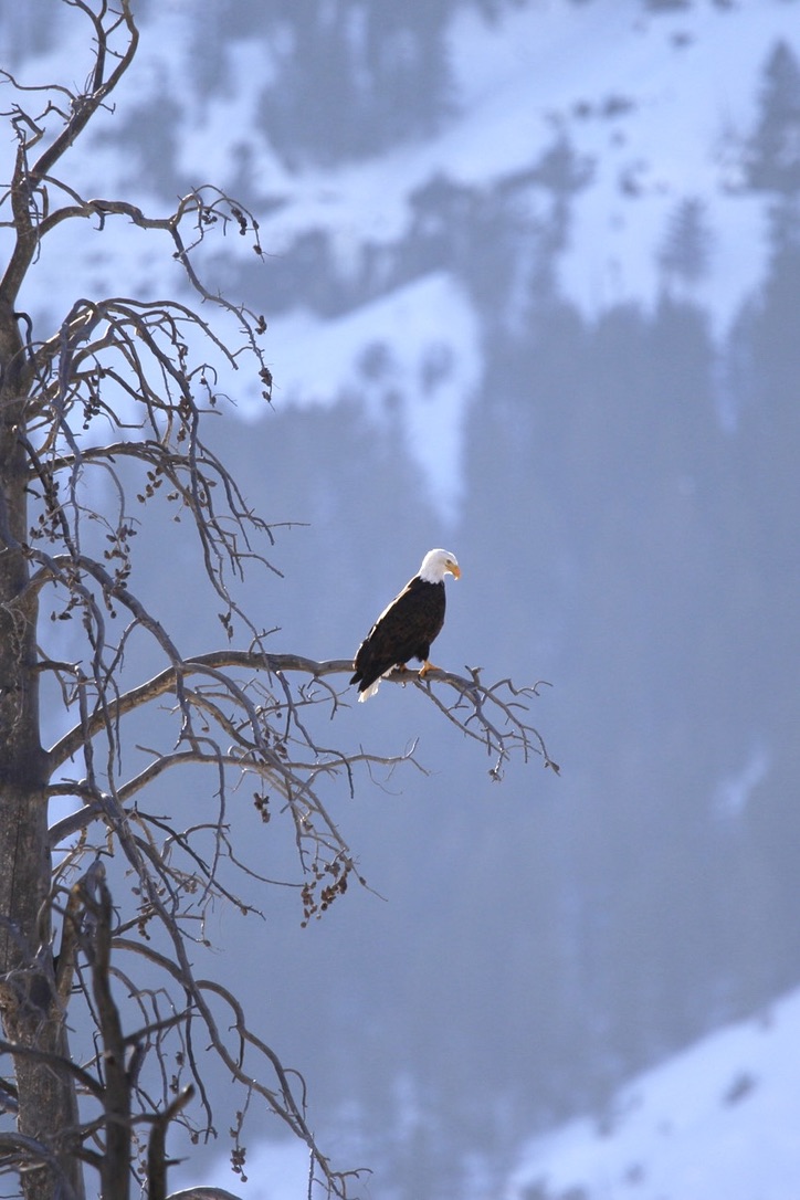 Eagles