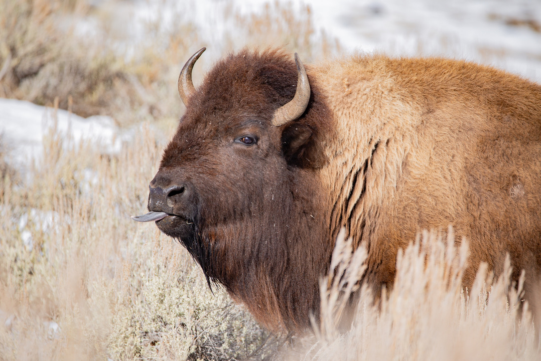 Bison