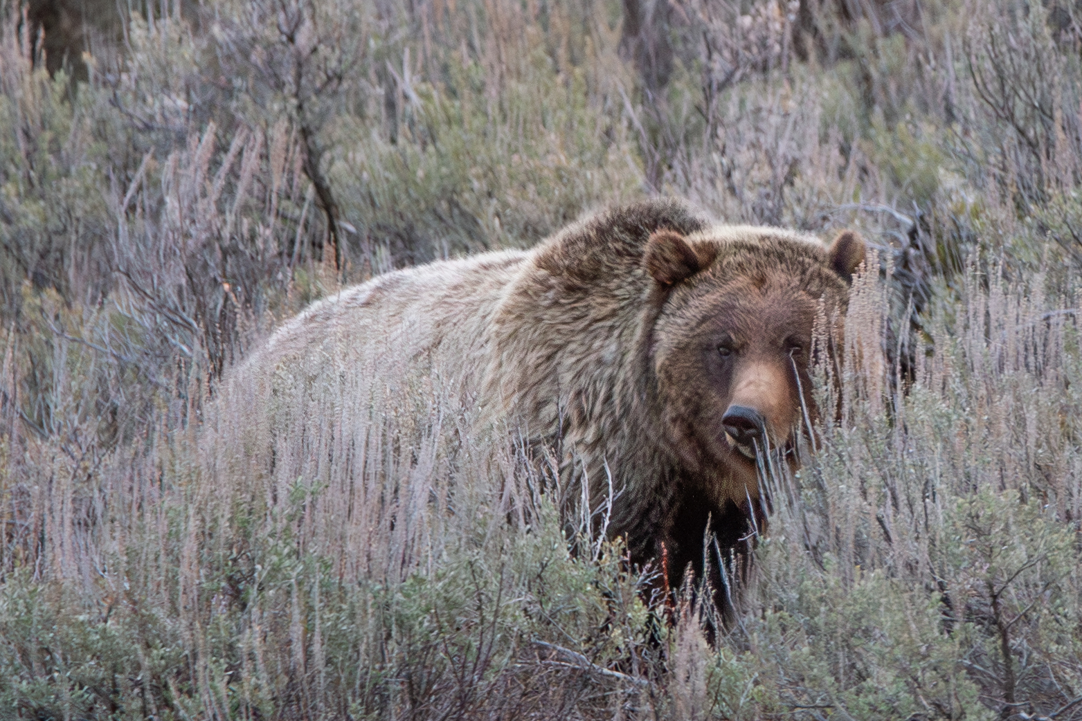 Grizzly Bear