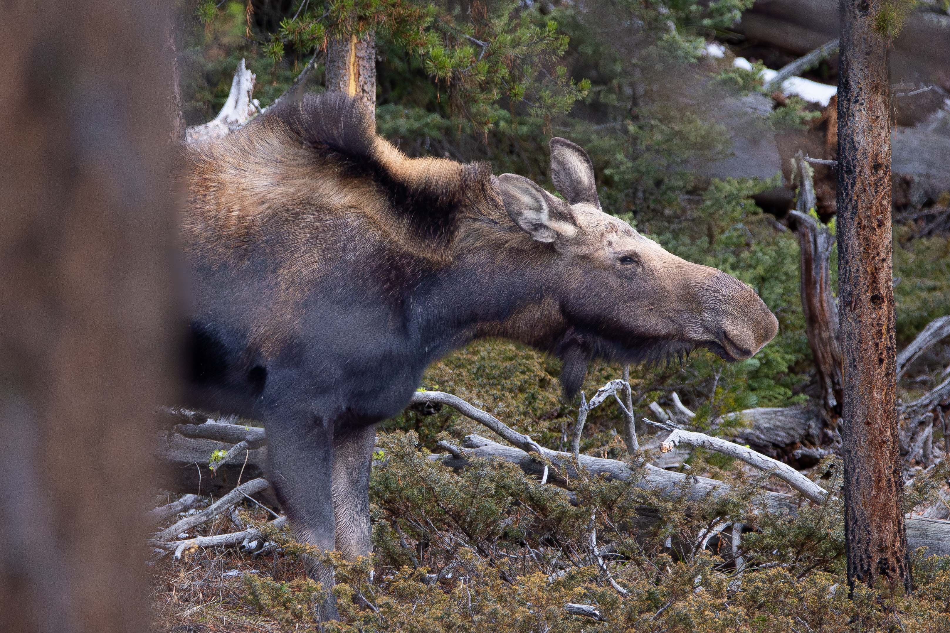 Moose