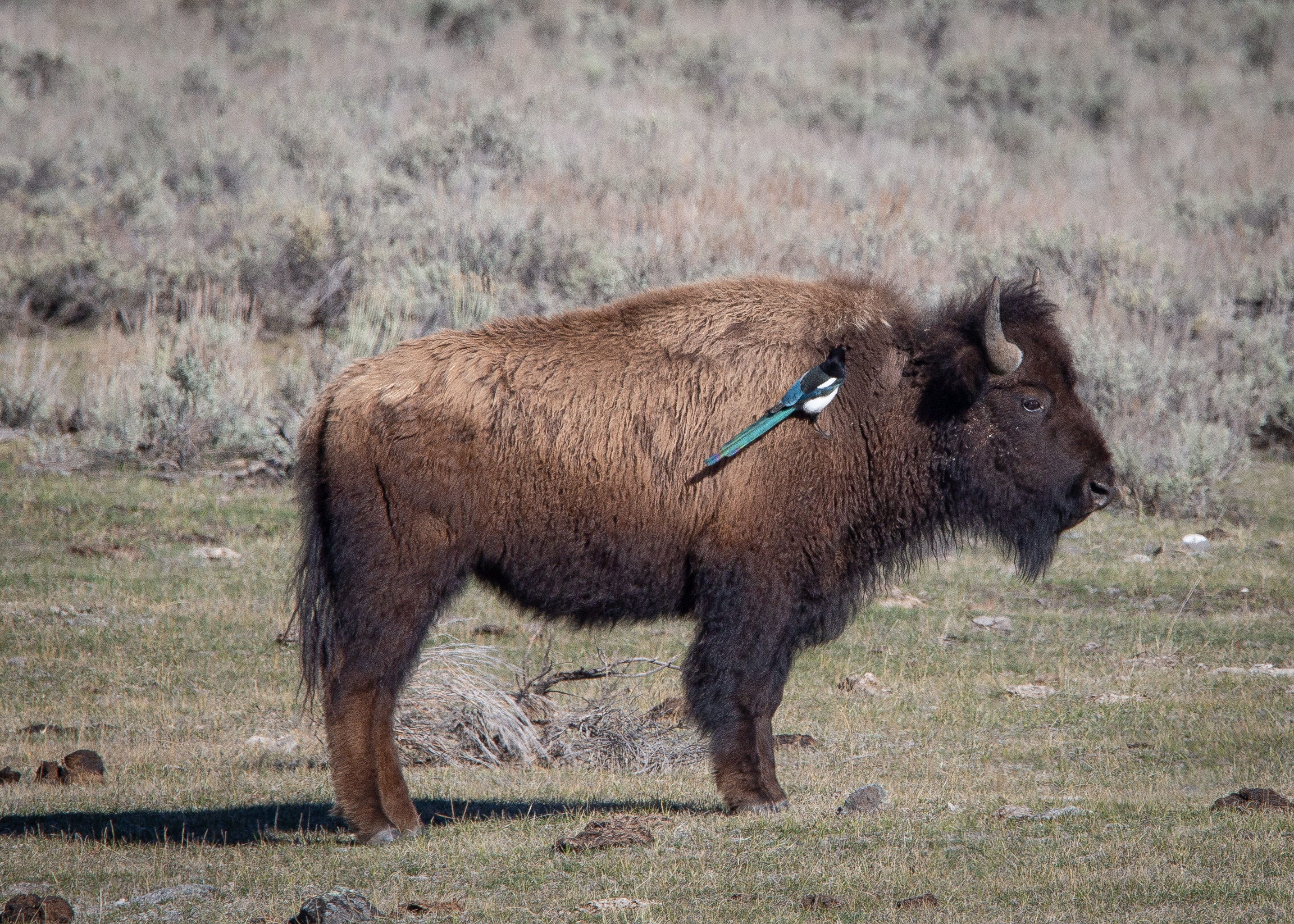 Bison