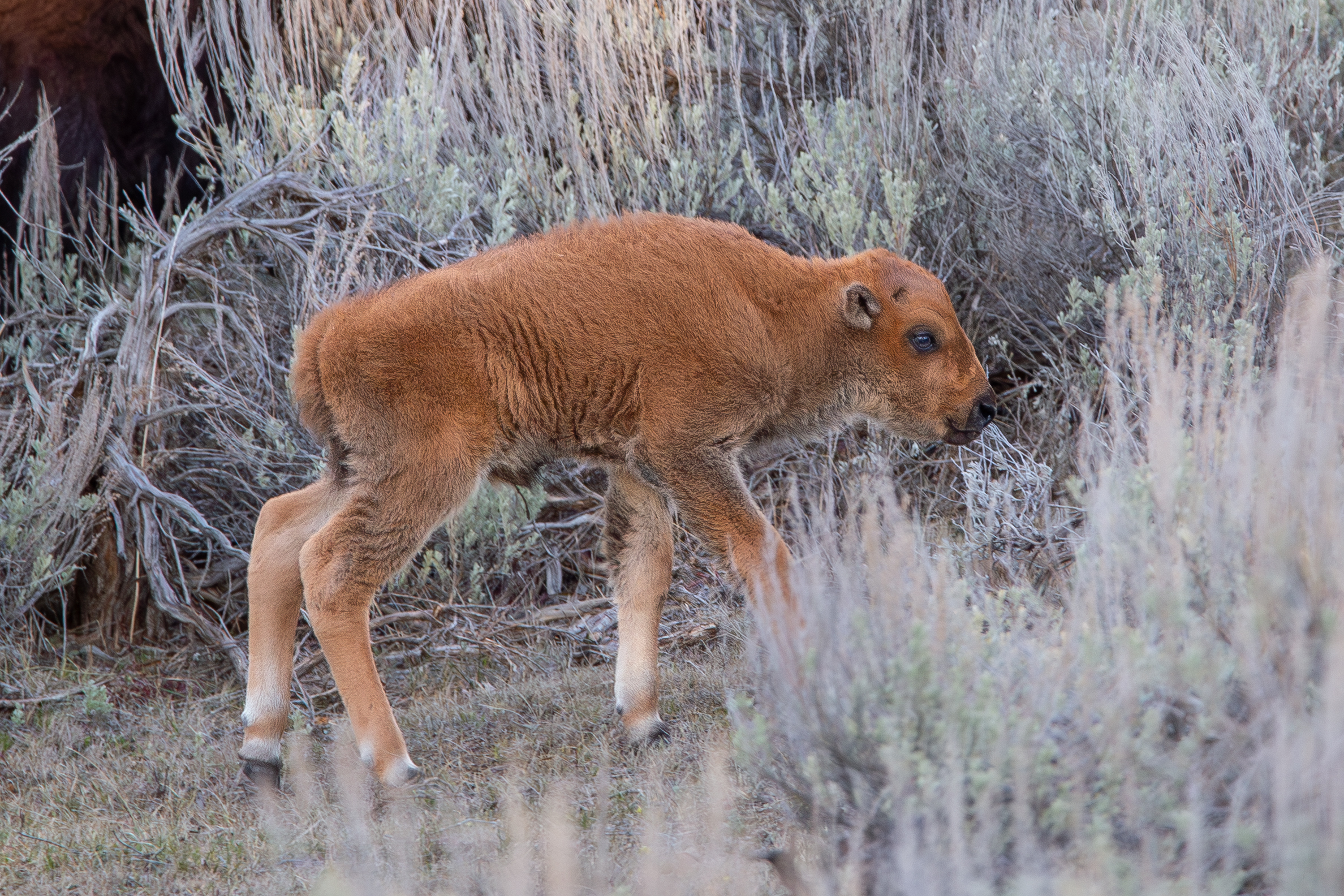 Coyote