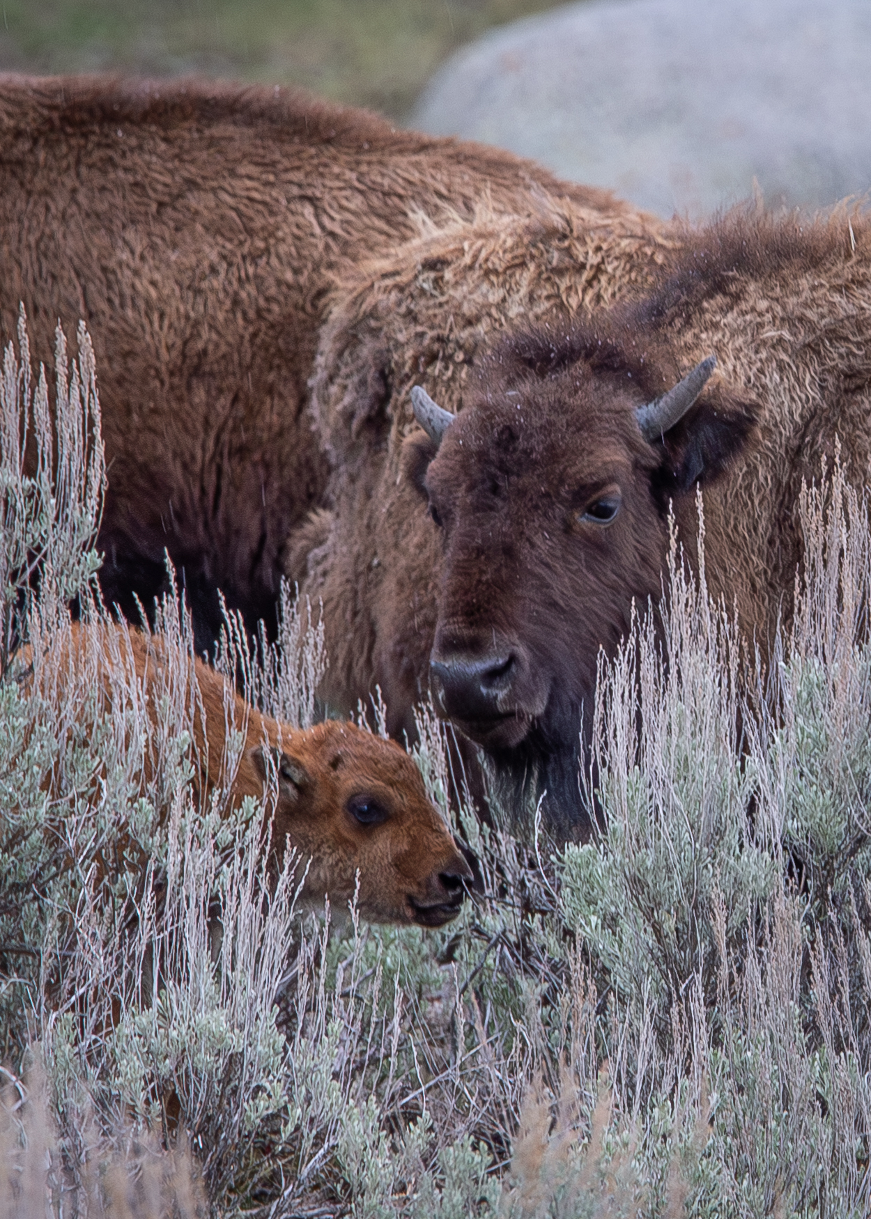 Bison