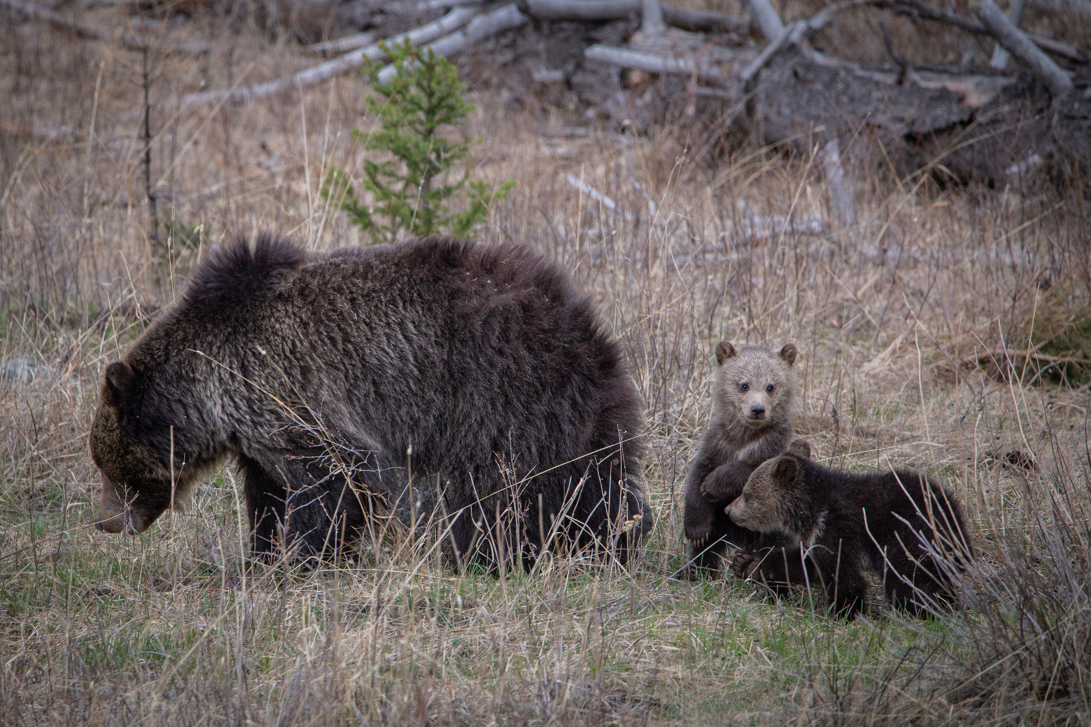 Grizzly Cubs