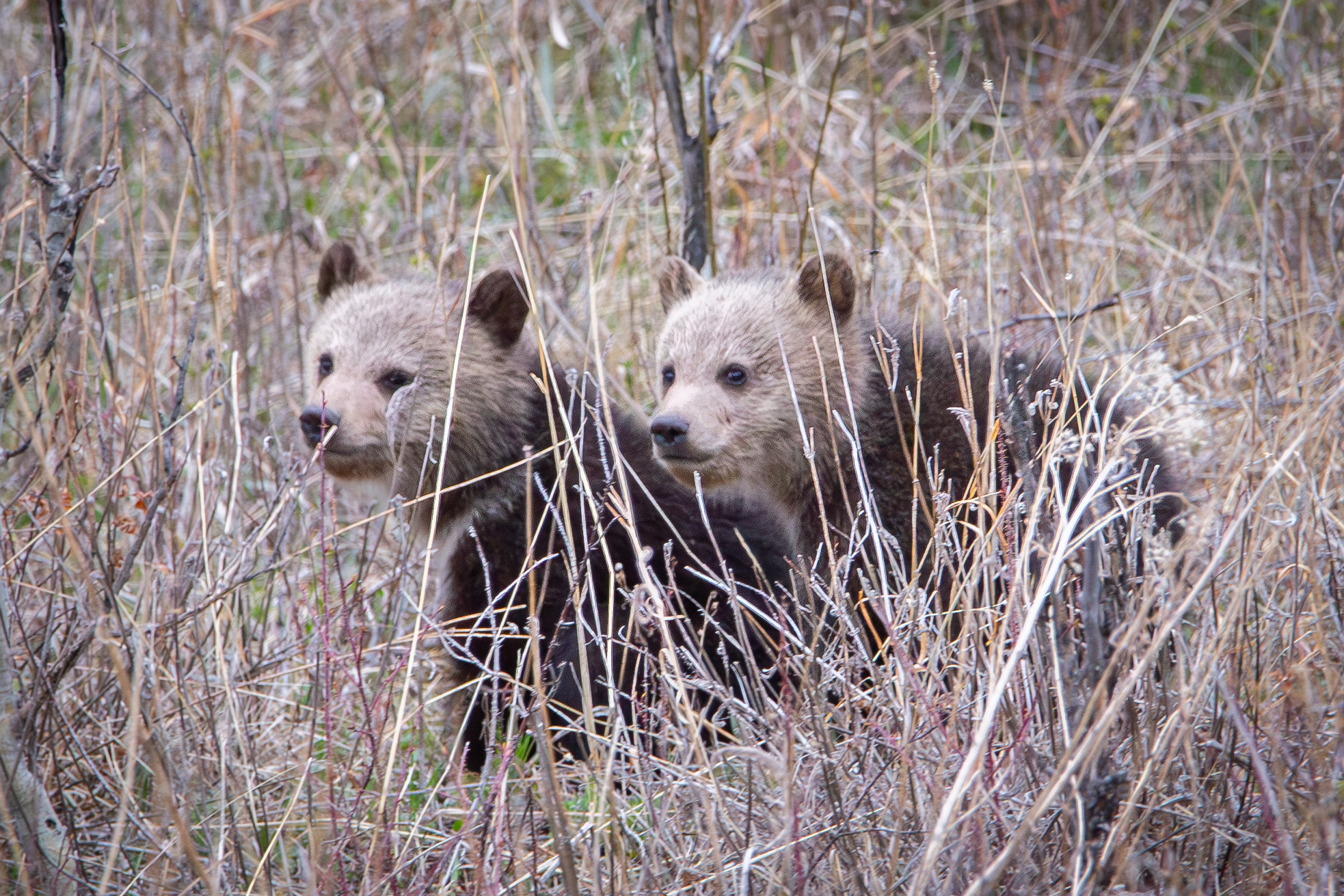 Wildlife