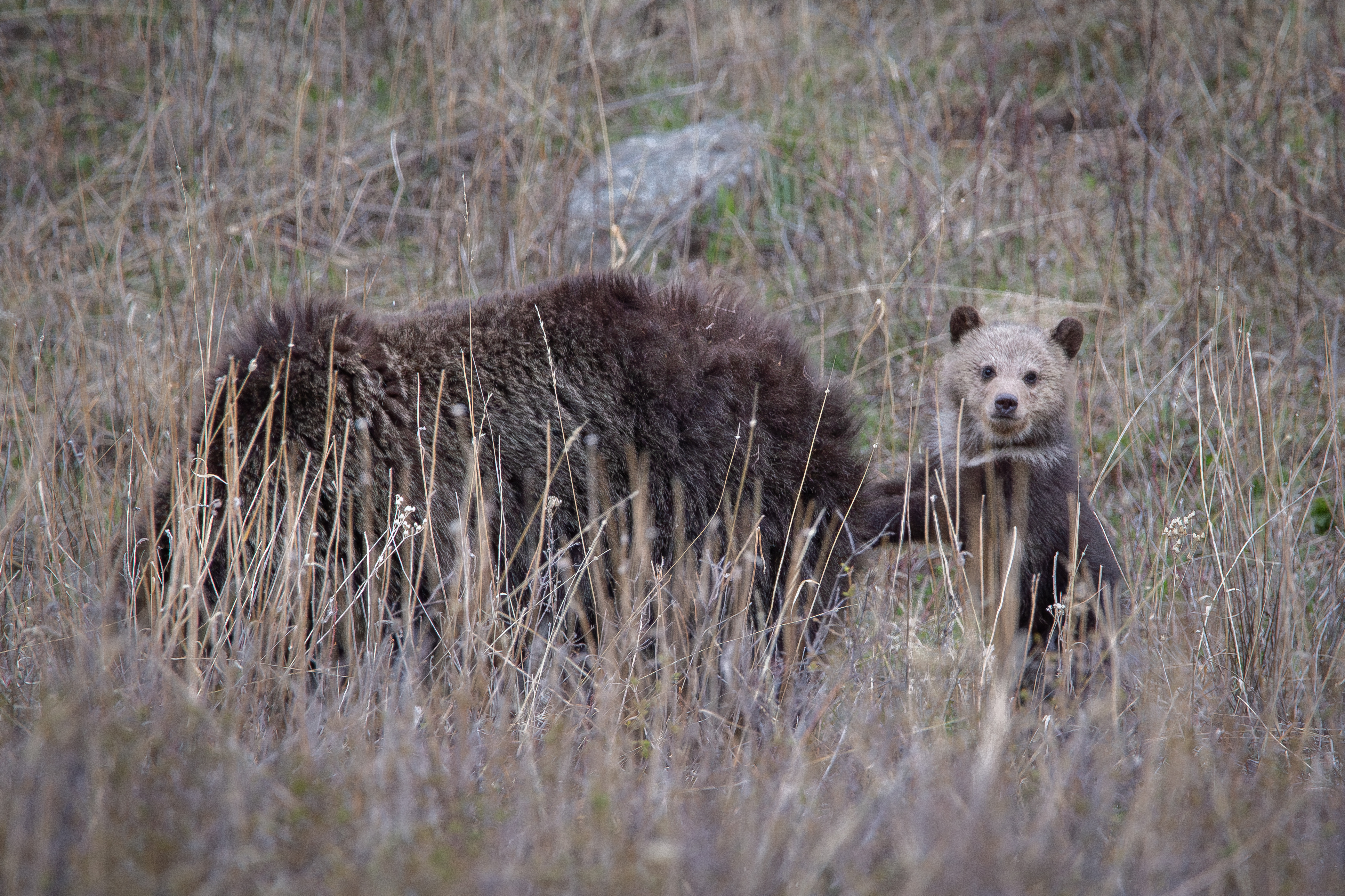 Grizzly