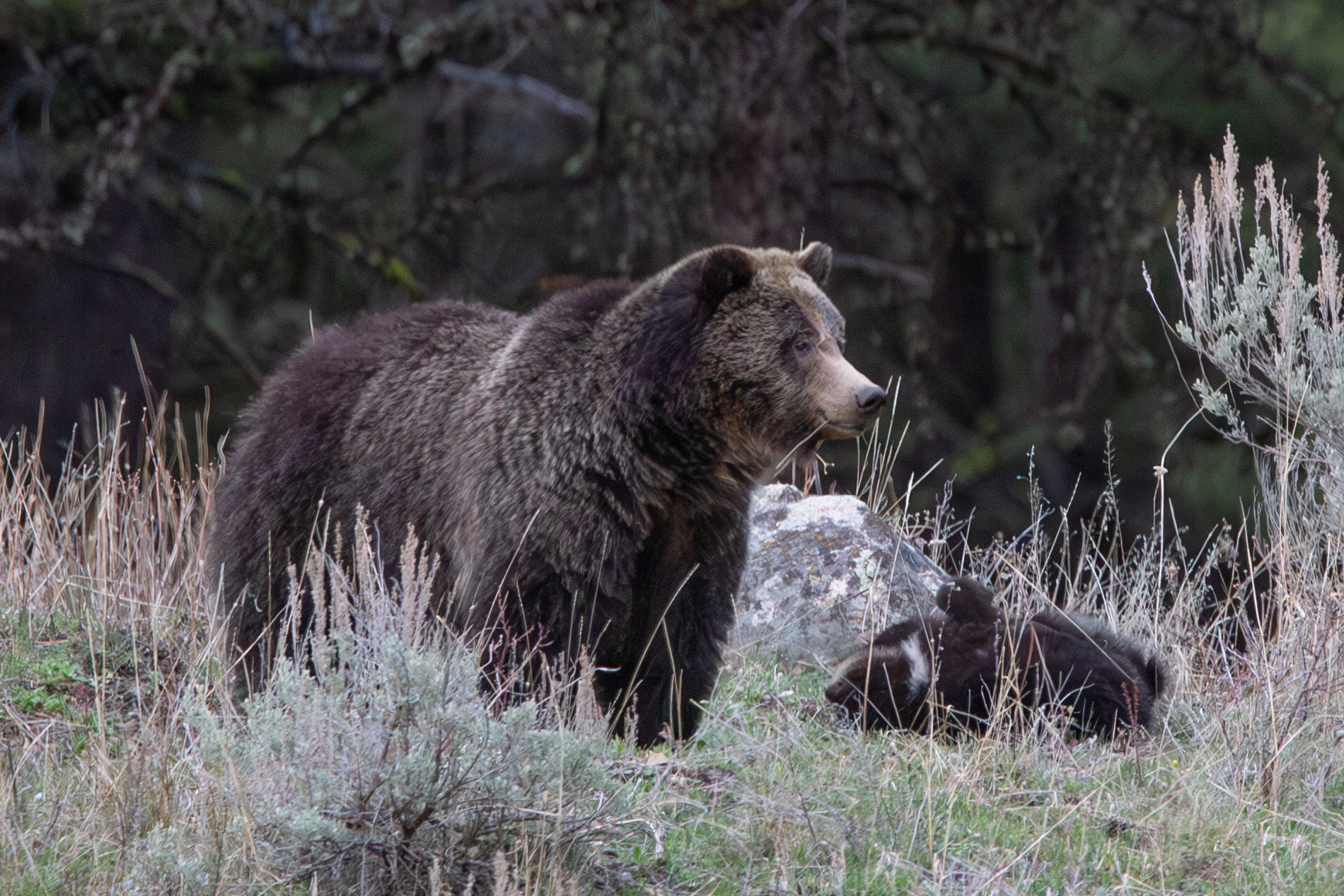 Grizzly Bears
