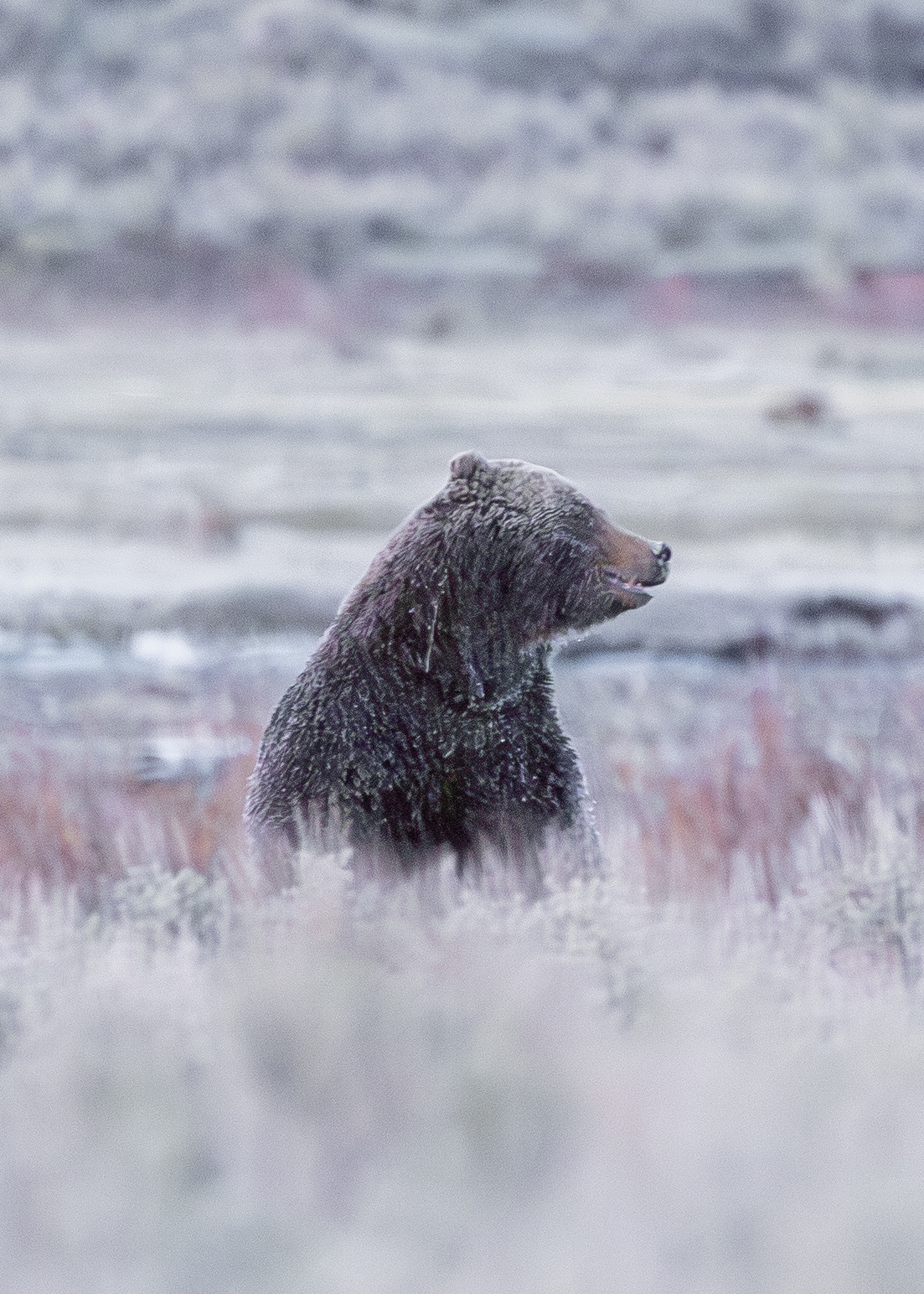 Wildlife