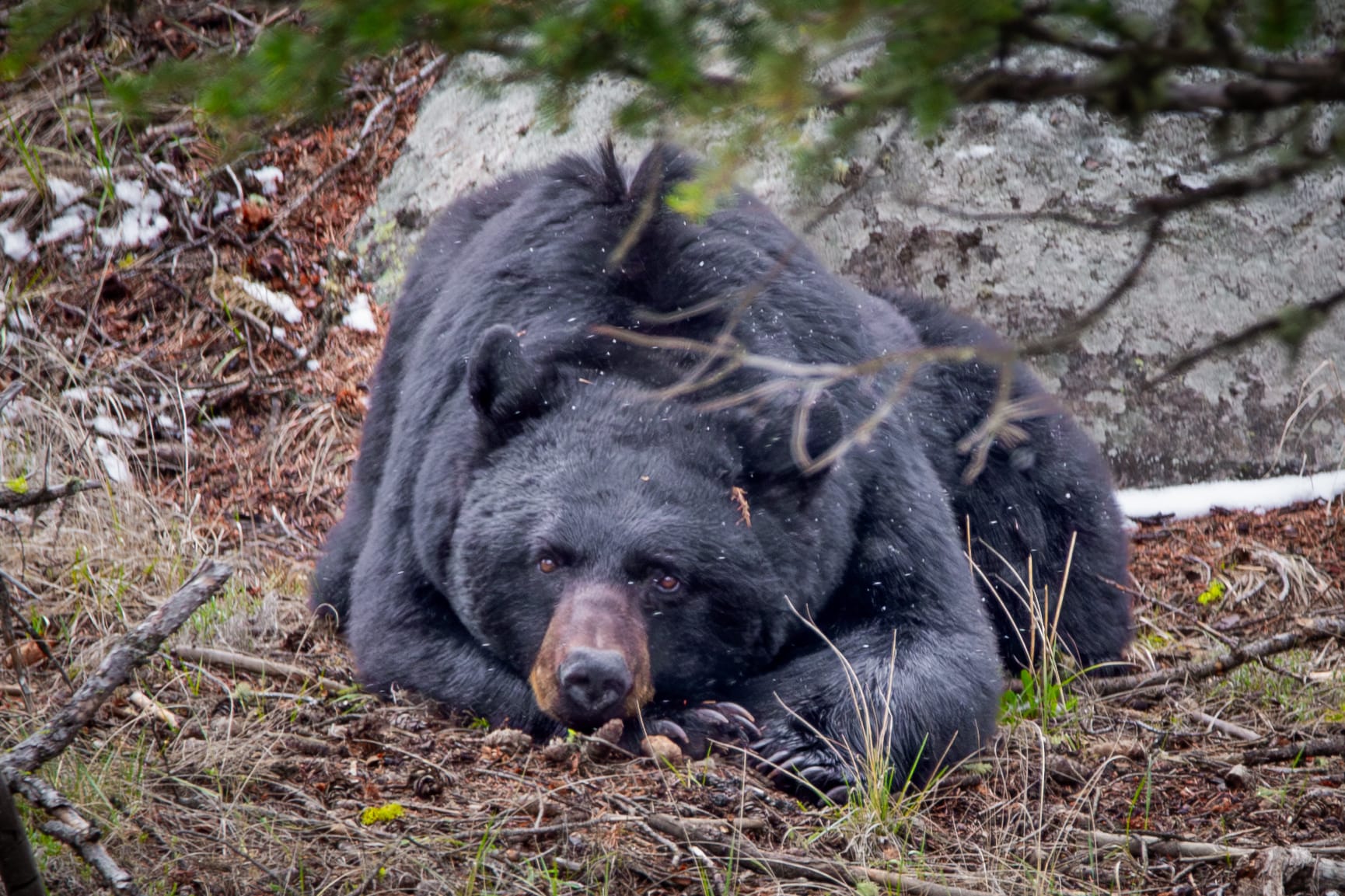 Wildlife