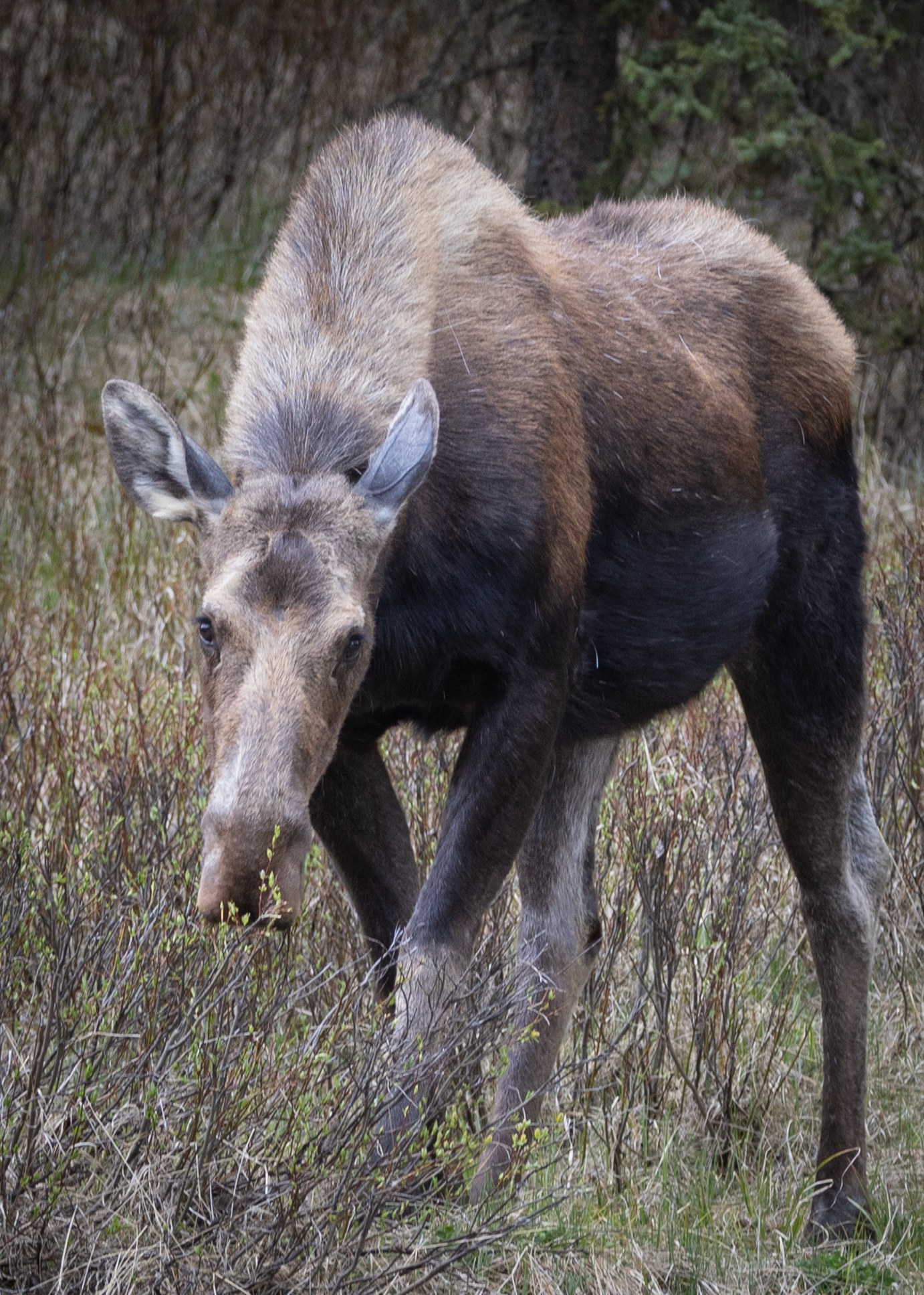 Wildlife
