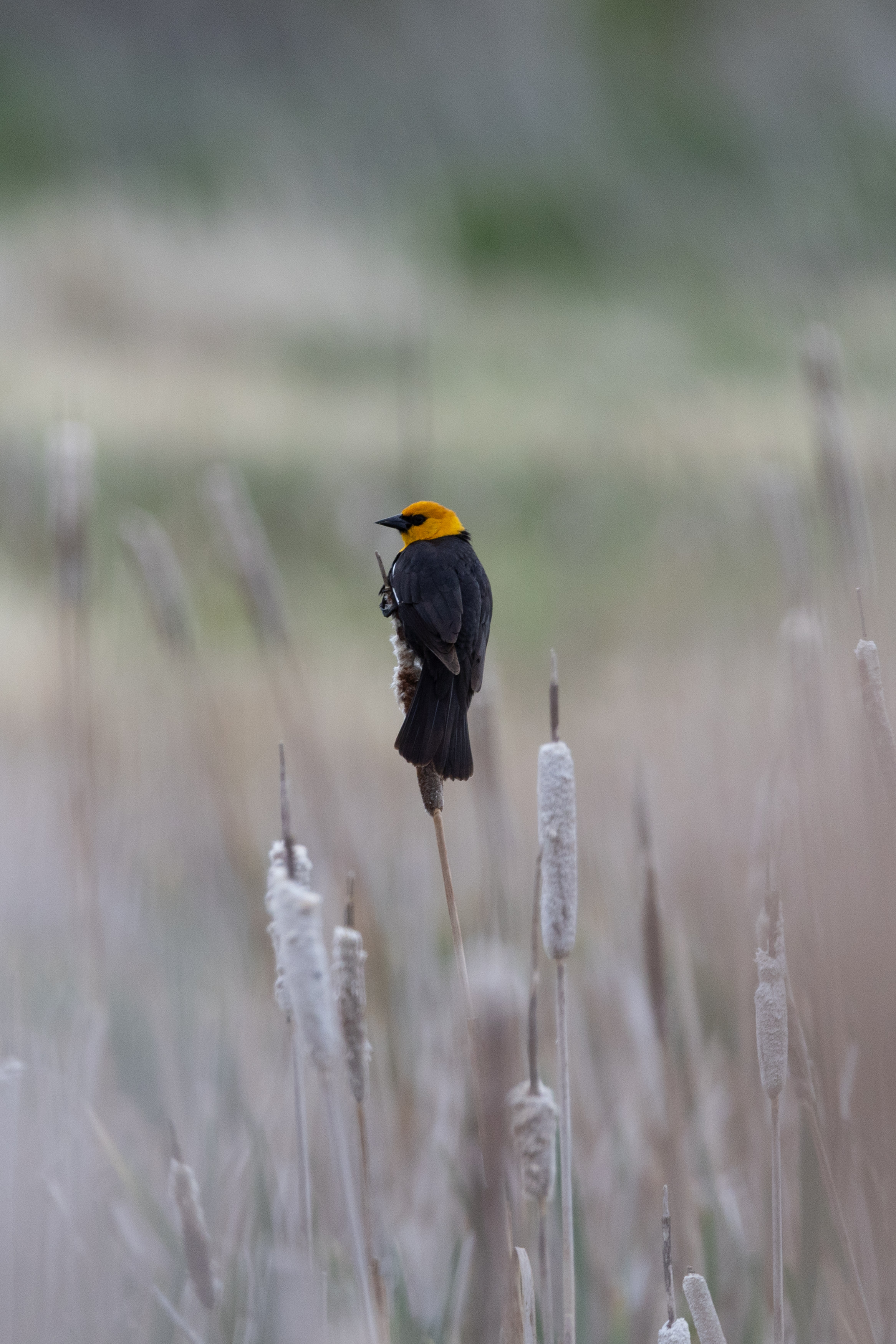 Wildlife